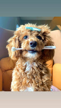 Last inn bildet i Galleri-visningsprogrammet, Puppy Polisher Pearl Eco Toothbrush Extra Small