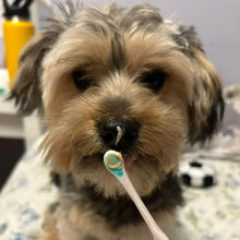 Last inn bildet i Galleri-visningsprogrammet, Puppy Polisher Pearl Eco Toothbrush Extra Small