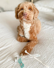 Last inn bildet i Galleri-visningsprogrammet, Puppy Polisher Pearl Eco Toothbrush Extra Small
